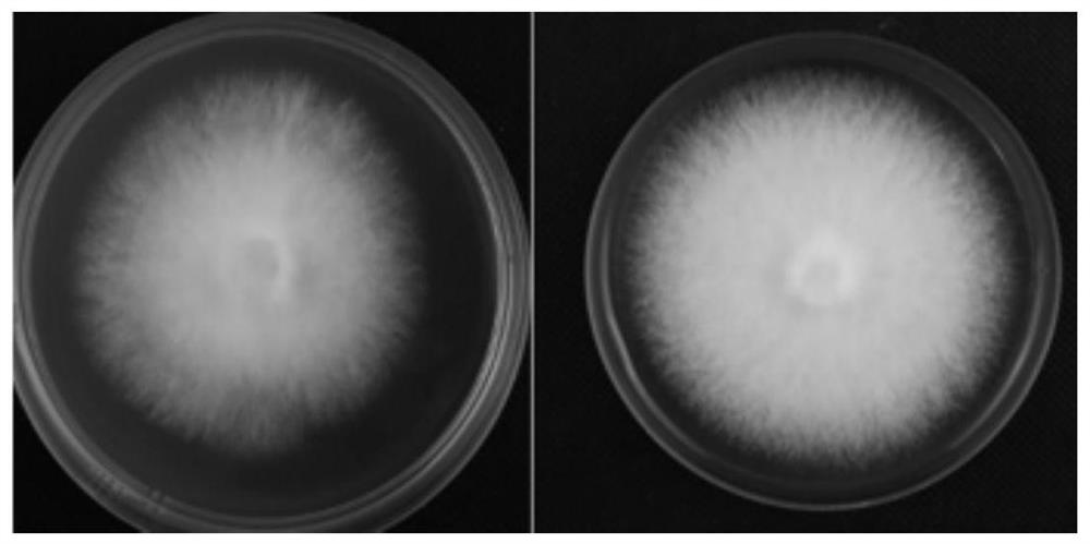 Shiitake mushroom monokaryon culture medium as well as preparation method and application thereof