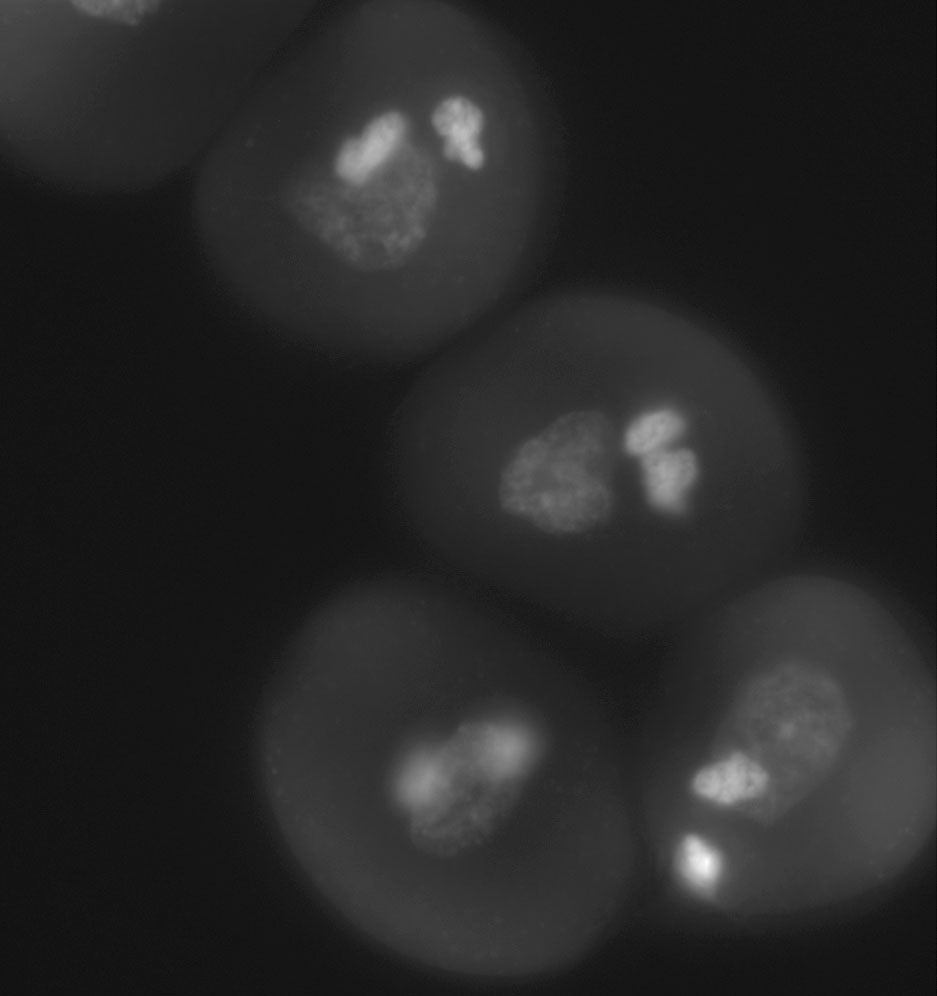 A method for fluorescence in situ hybridization of mature pollen cells of Chinese cabbage