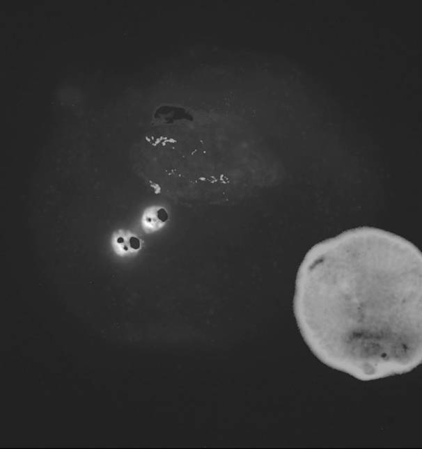 A method for fluorescence in situ hybridization of mature pollen cells of Chinese cabbage