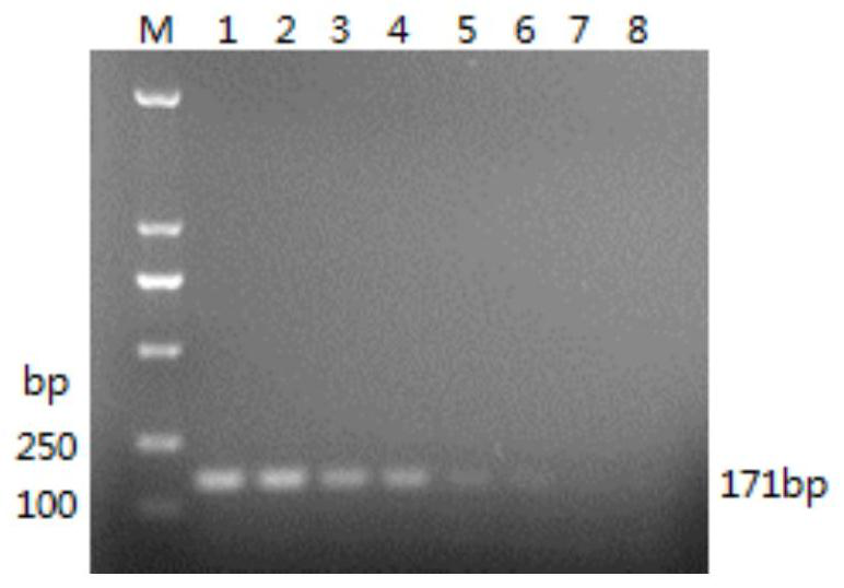 Identification primer, identification method and kit of parrot Borna virus 4
