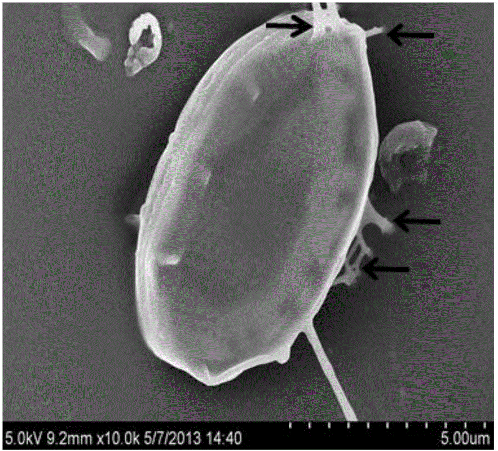 Mixed culture method of alga