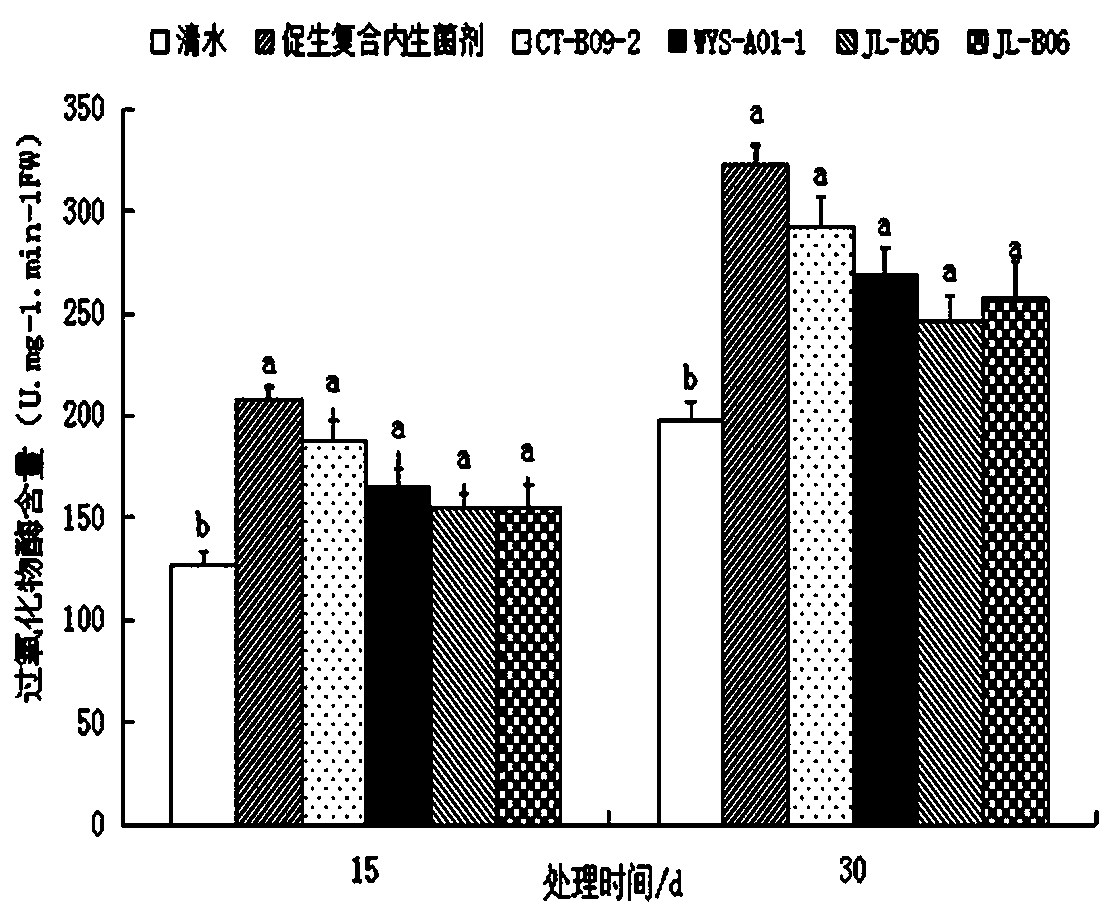 Growth-promoting composite endophytic bacterial agent and application thereof