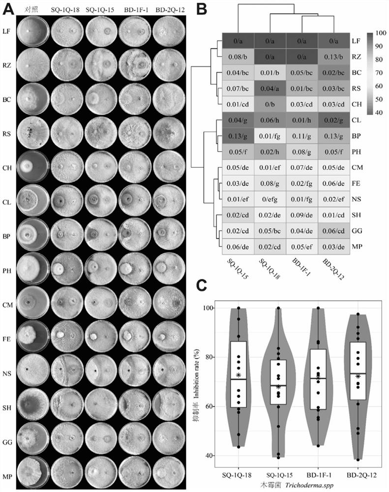 Trichoderma harzianum SQ-18 strain and application thereof to prevention and treatment of turfgrass diseases