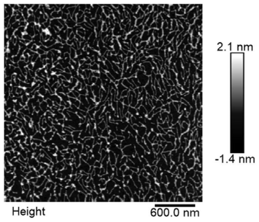 Copper nanocluster synthesized by dna nanoribbon template method, synthesis method and application thereof