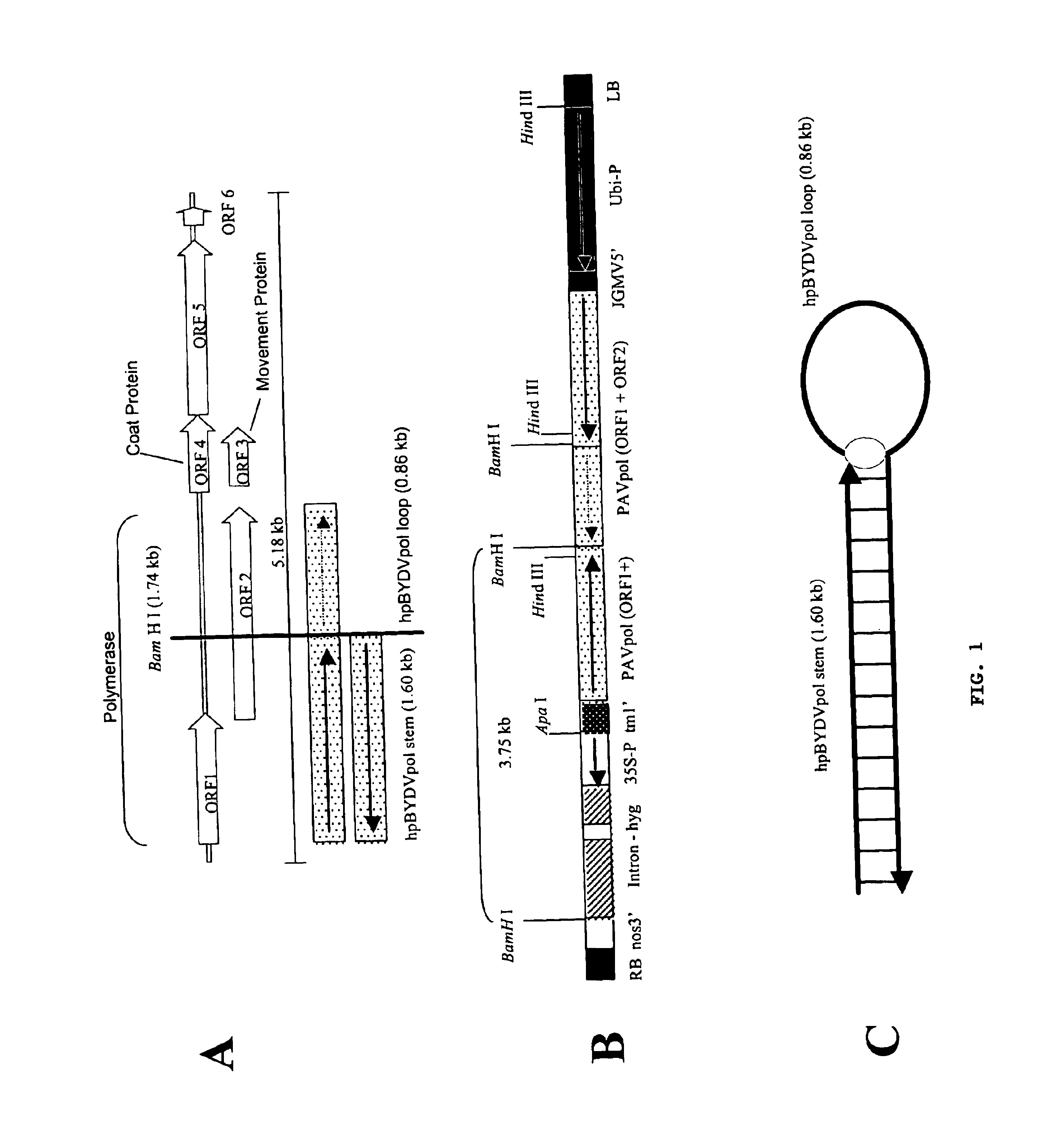 Methods and means for producing barley yellow dwarf virus resistant cereal plants