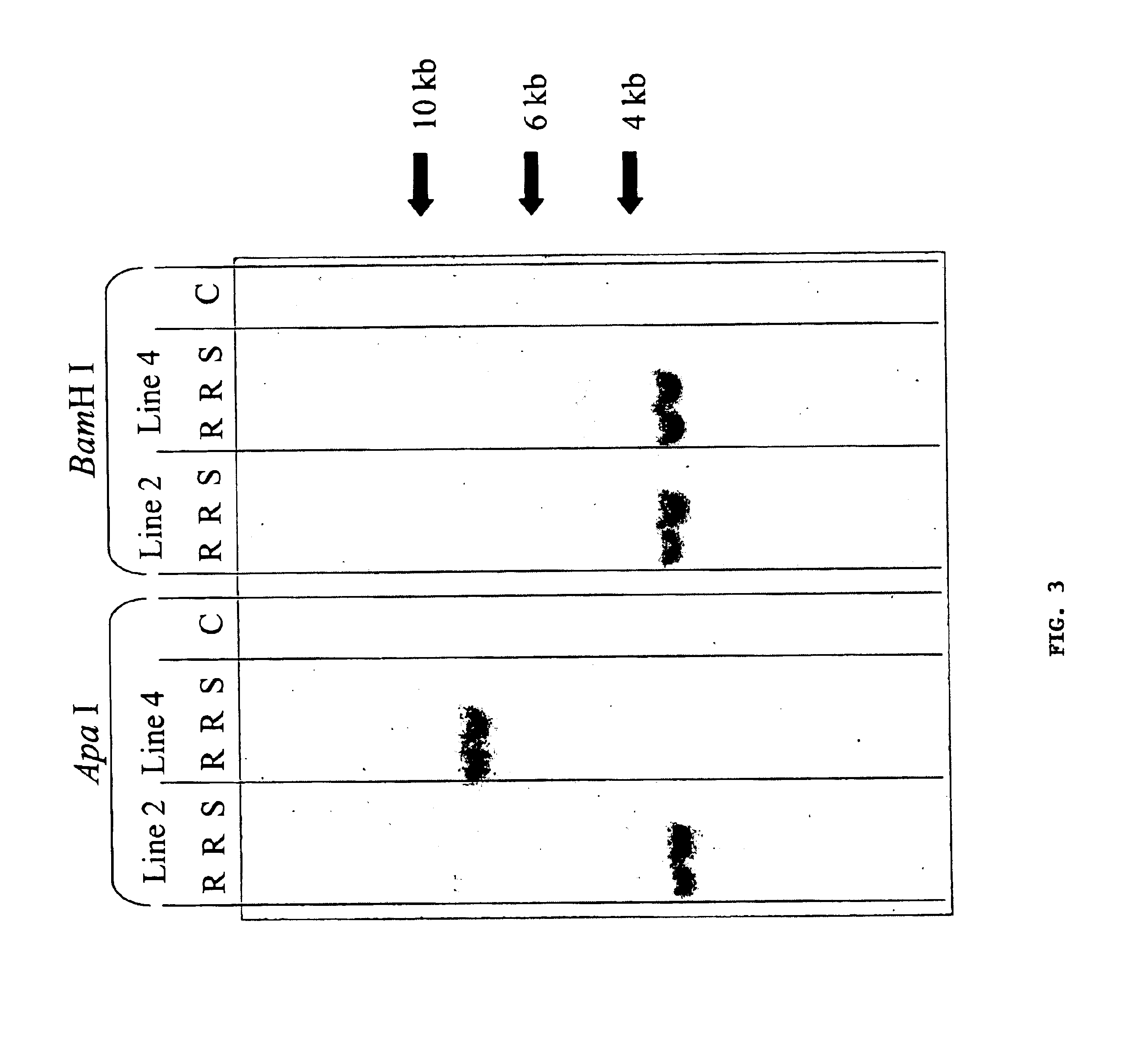 Methods and means for producing barley yellow dwarf virus resistant cereal plants