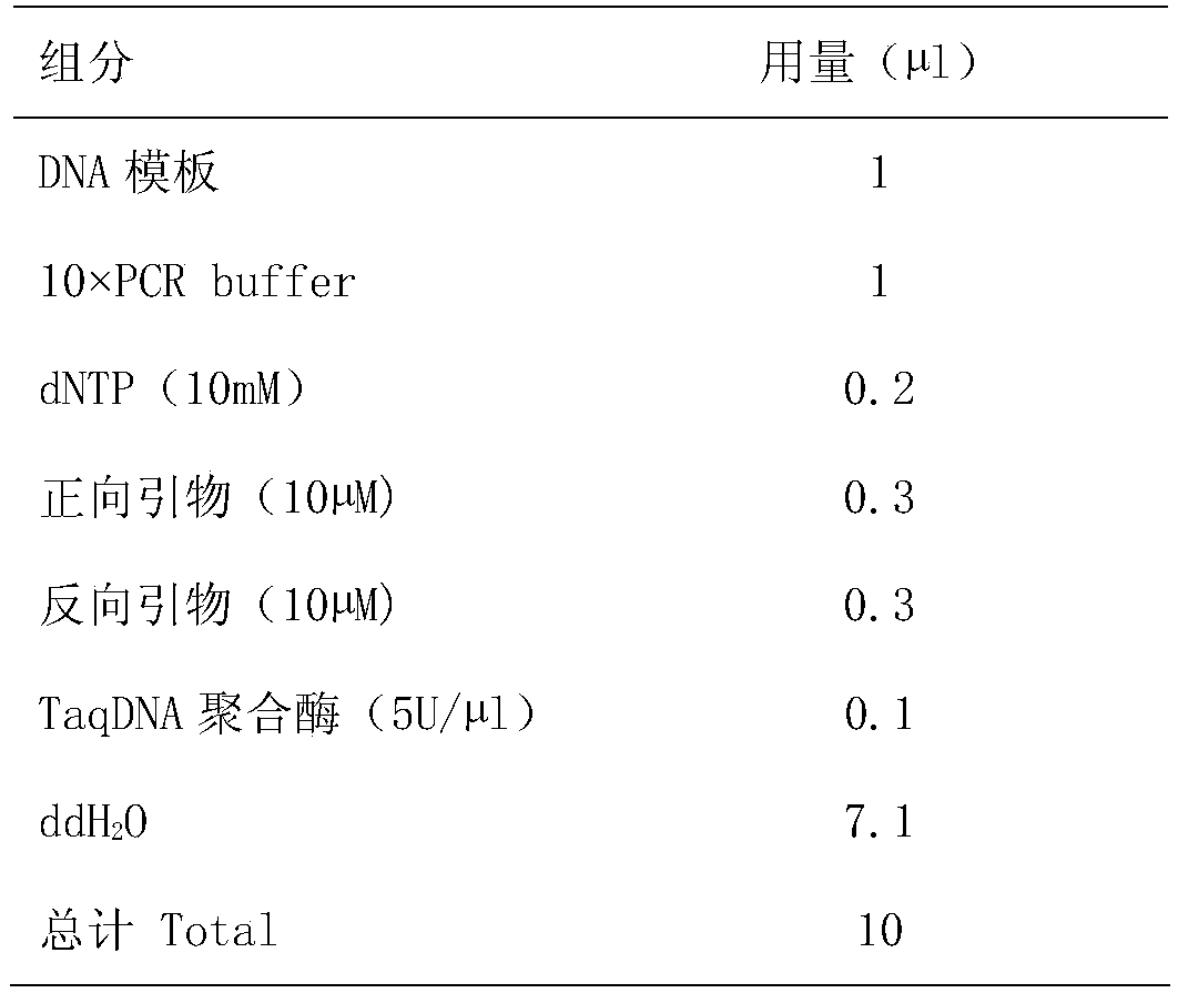 Molecular markers and application of the main gene loci for resistance to bacterial spot disease in rice