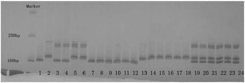 Molecular markers and application of the main gene loci for resistance to bacterial spot disease in rice