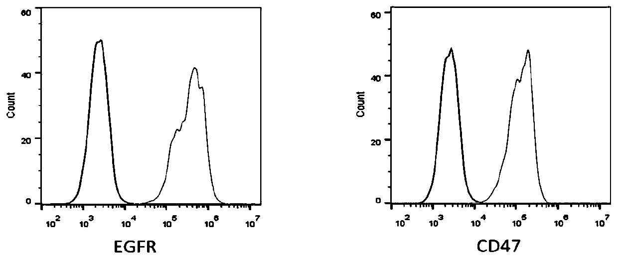 Fusion protein for EGFR+ tumors and application thereof