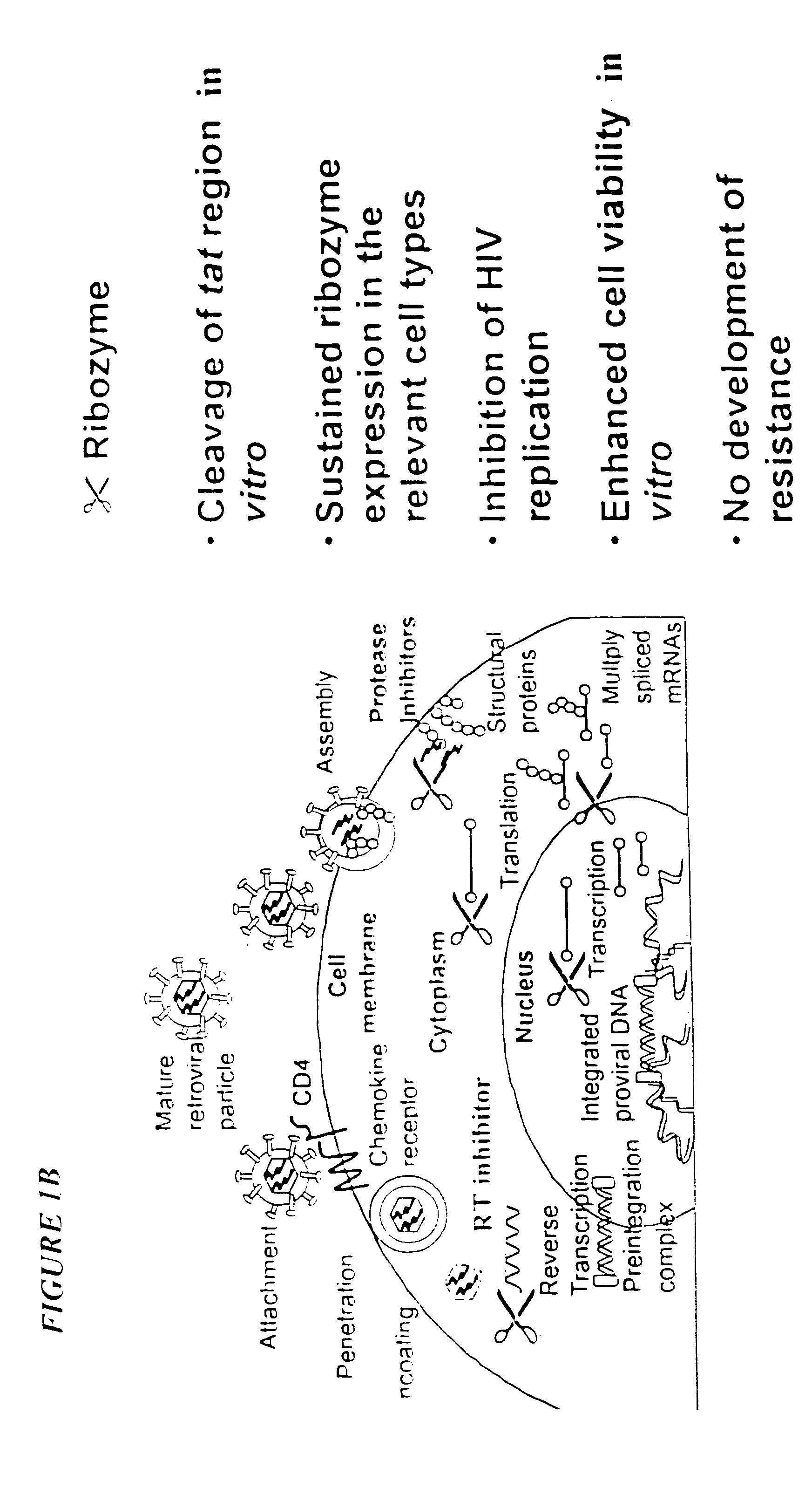 Process for the preparation of a composition of genetically modified hematopoietic progenitor cells
