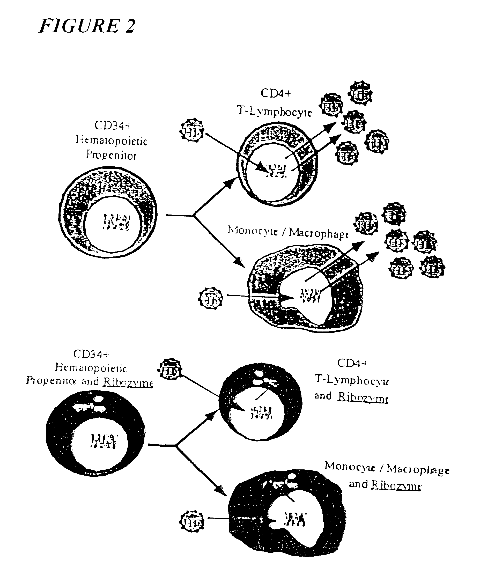 Process for the preparation of a composition of genetically modified hematopoietic progenitor cells