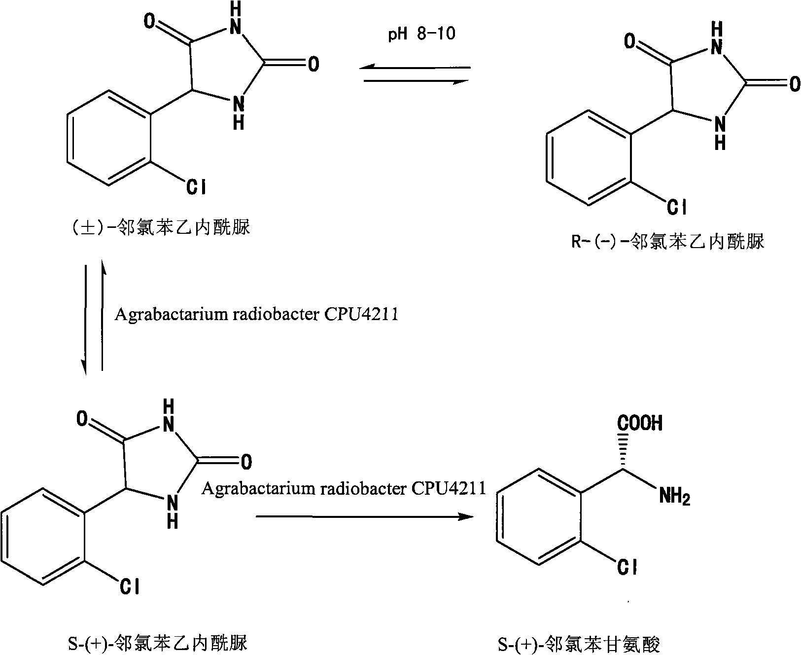 Preparation method of S-(+)-o-chlorobenzoyl glycine