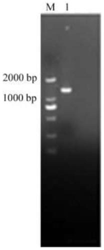 A banana fruit glycogen initial synthetase gene magn12 and its encoded protein and application