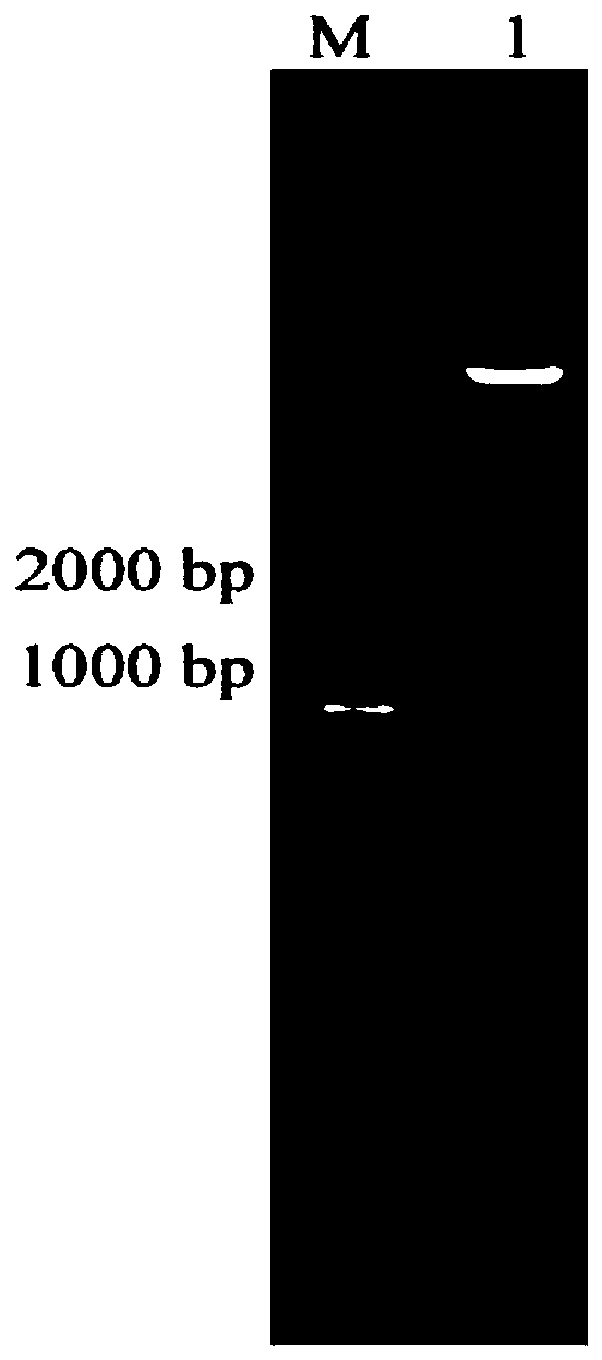 A banana fruit glycogen initial synthetase gene magn12 and its encoded protein and application