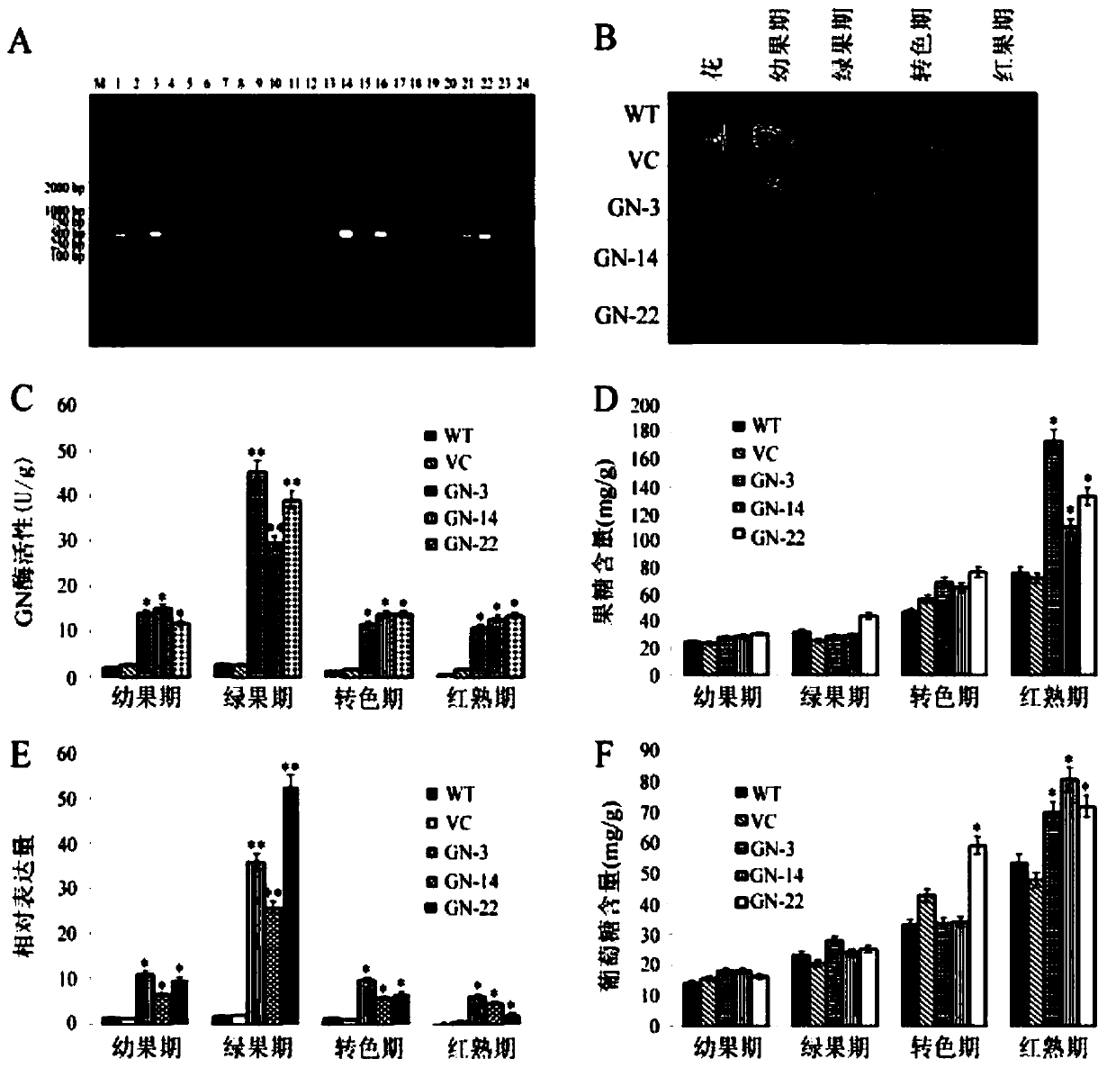 A banana fruit glycogen initial synthetase gene magn12 and its encoded protein and application