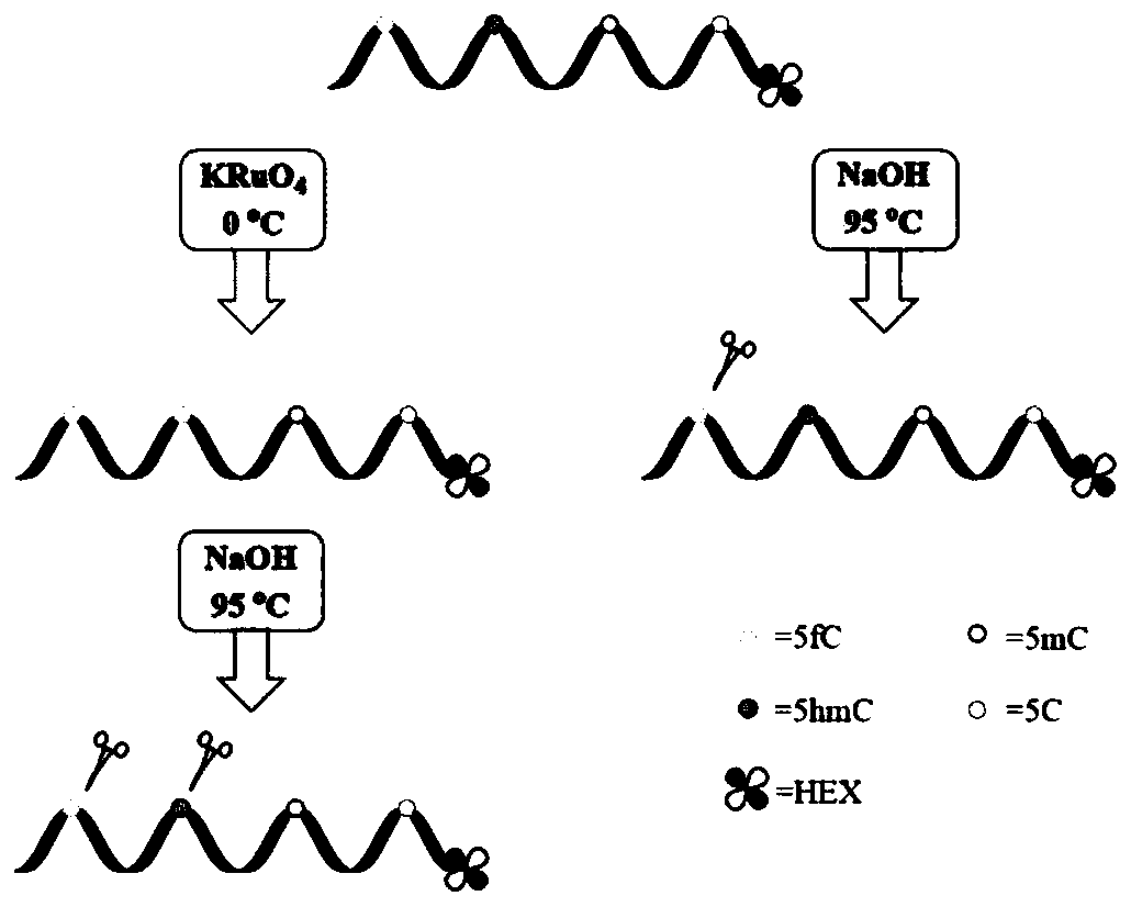 Method for identifying and detecting 5-hydroxymethyl cytosine and 5-formyl cytosine in DNA