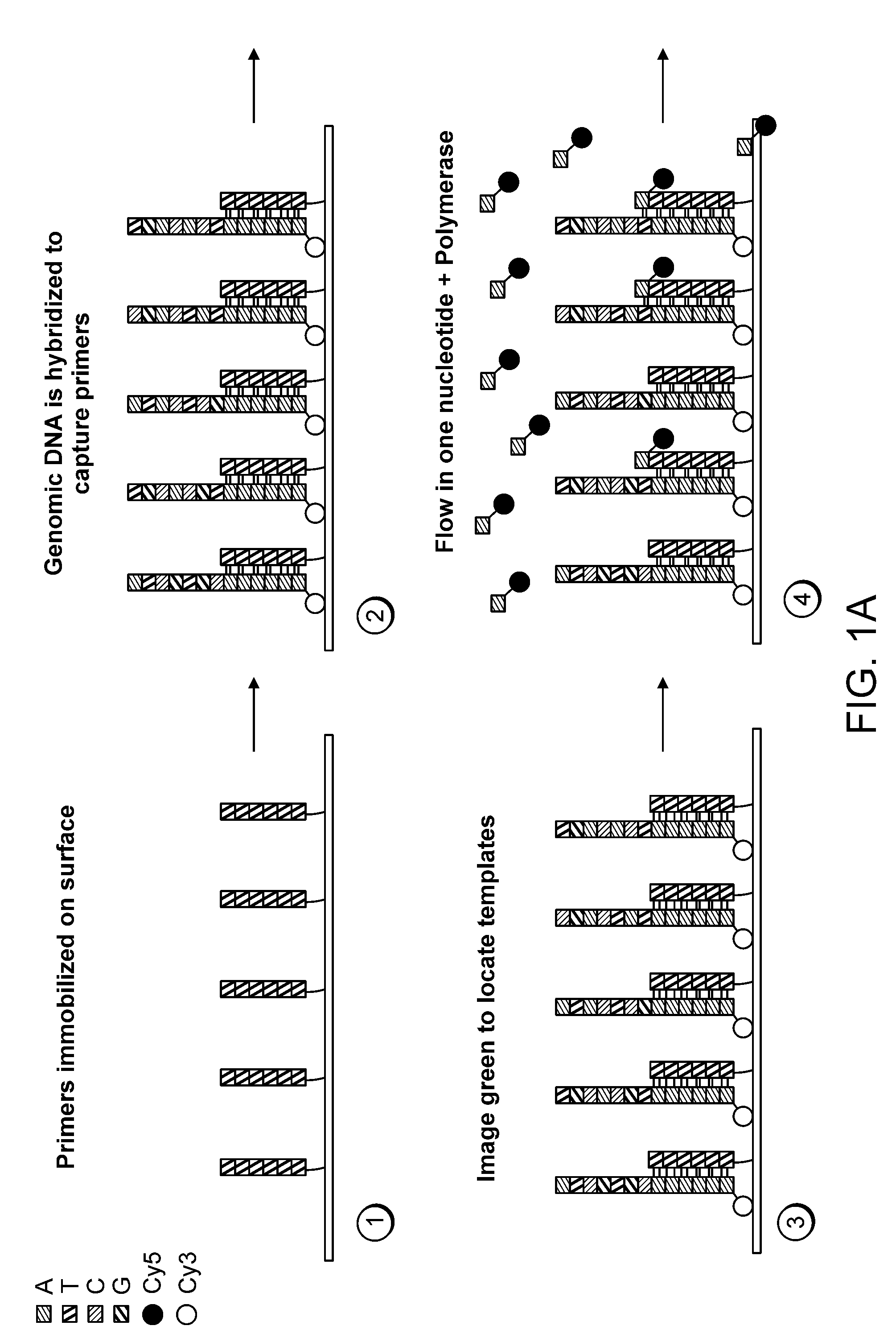 Paired-end reads in sequencing by synthesis