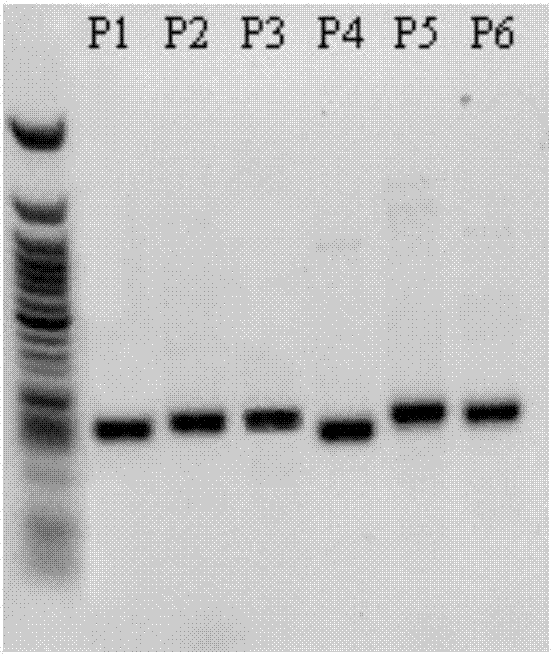 Multiple PCR primers, kit and application