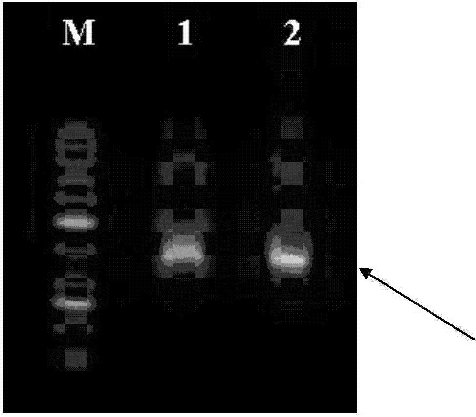 Multiple PCR primers, kit and application