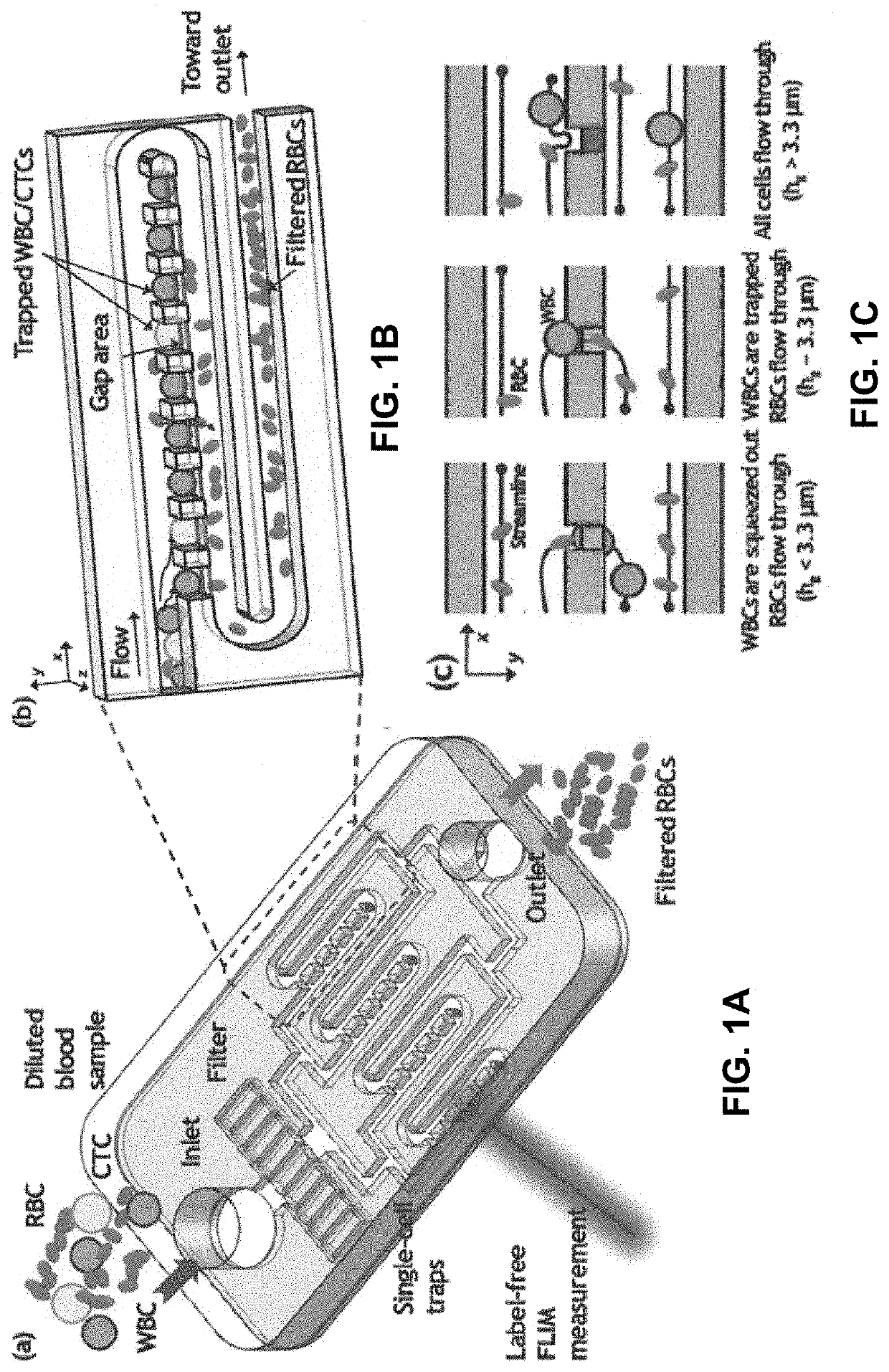 Microfluidic label-free isolation and identification of cells using fluorescence lifetime imaging (FLIM)