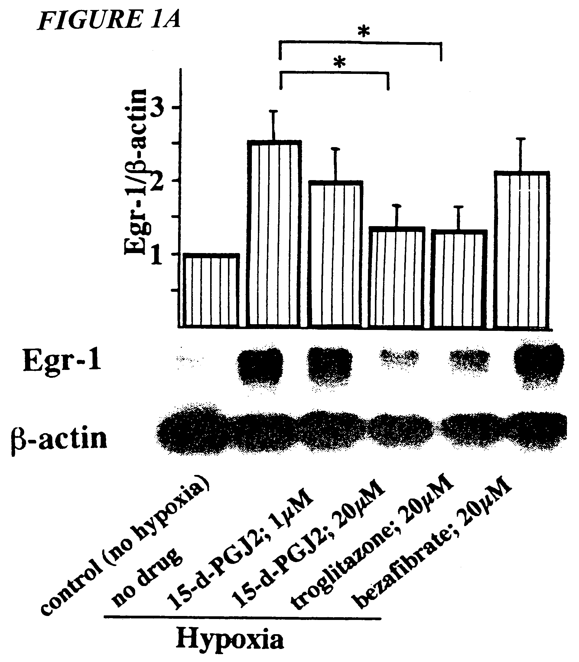 Inhibition of Egr-1 expression by ppar-gamma agonists and related compositions and methods
