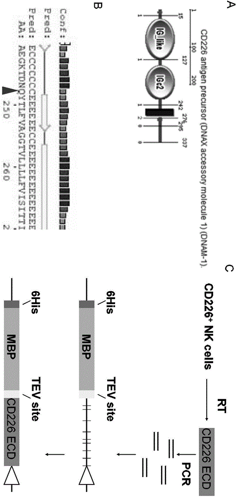 Application of CD226 extracellular domain protein in inhibition of tumor cell proliferation