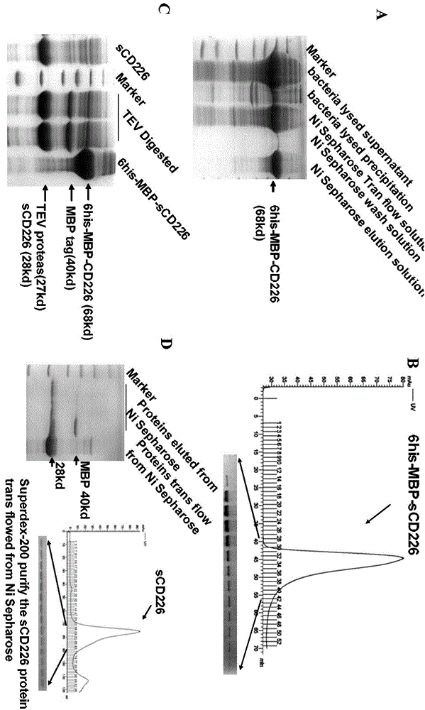 Application of CD226 extracellular domain protein in inhibition of tumor cell proliferation