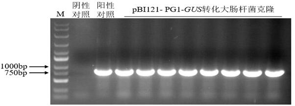 Lilium regale inducible promoter PG1 and application thereof