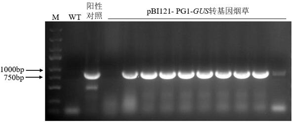 Lilium regale inducible promoter PG1 and application thereof