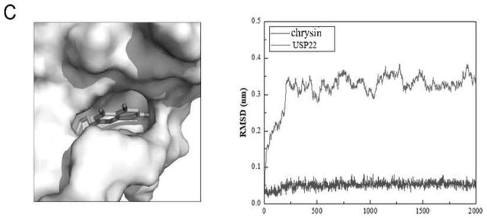 Application of flavonoid USP22 inhibitor in preparation of anti-tumor immune drugs