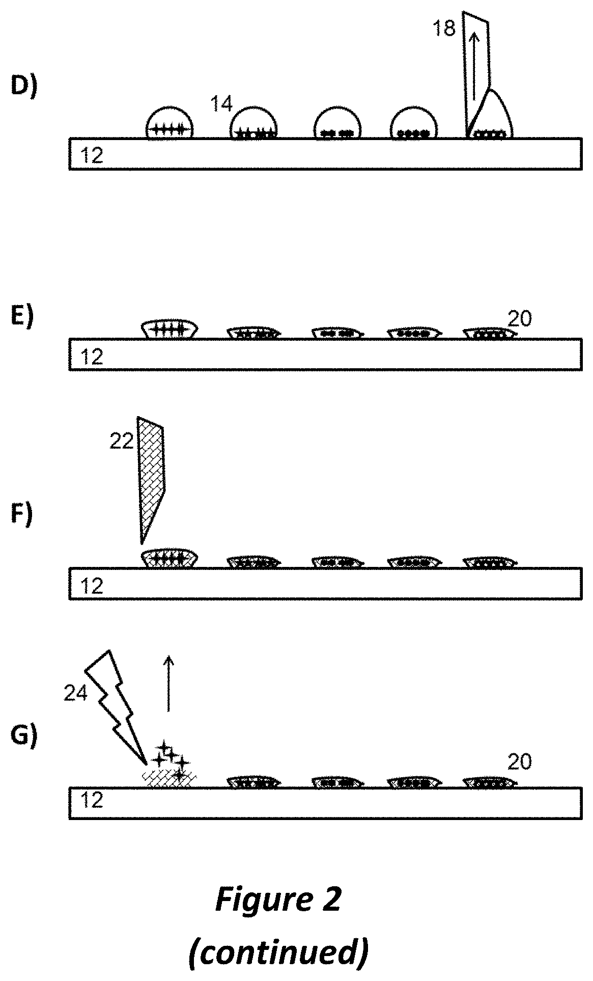 Preparing live microbial samples and microorganisms for subsequent mass spectrometric measurement and evaluation