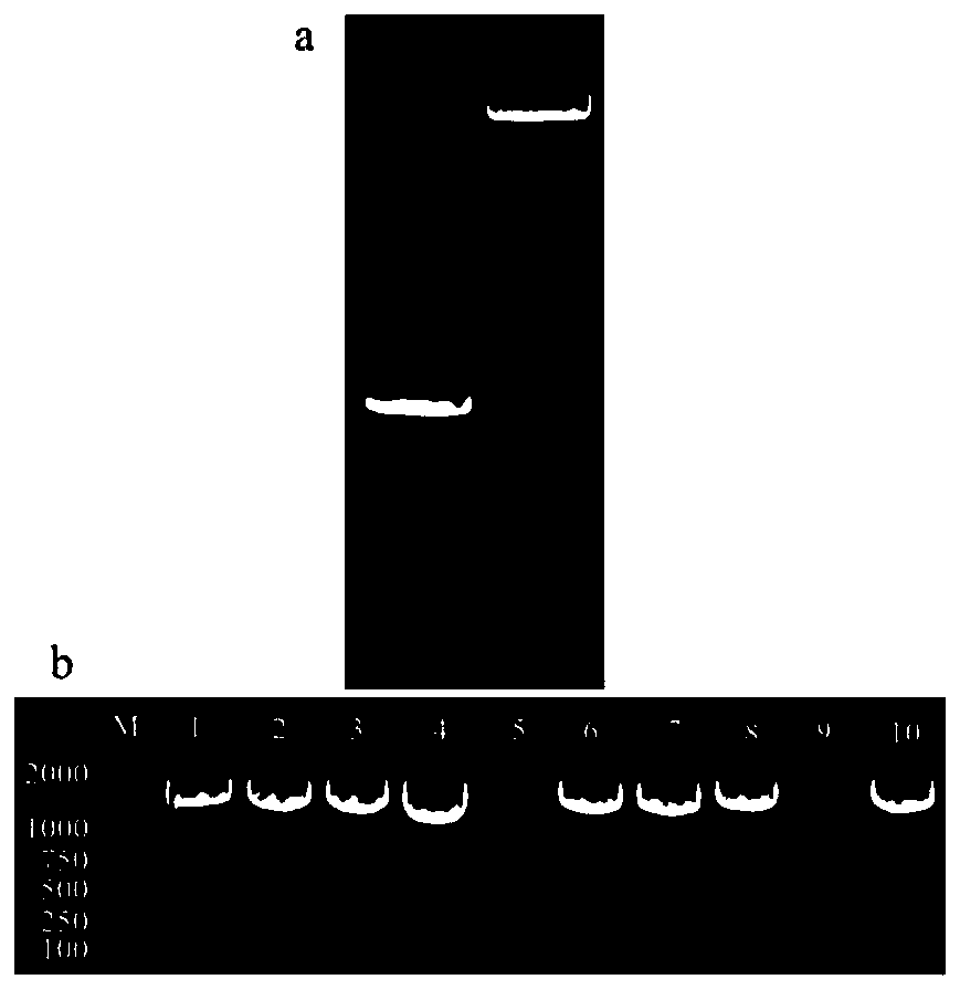 Cymbidium goeringii CgWRKY4 gene and application thereof