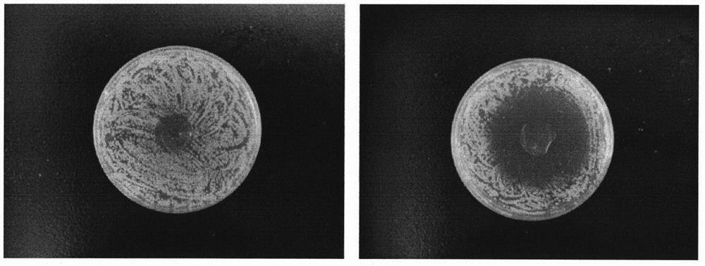 Preparation and product of responsive chitosan microsphere/cellulose hydrogel drug-loaded composite film