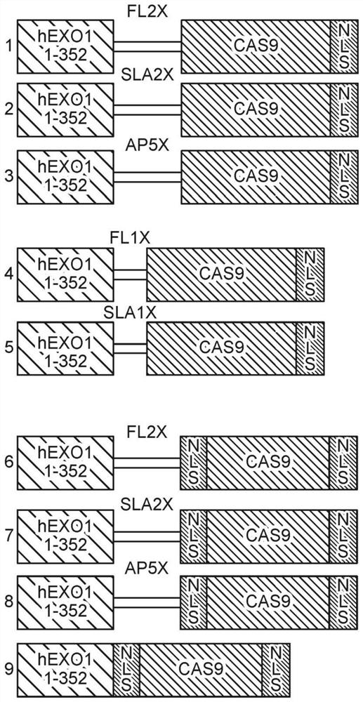 A non-toxic cas9 enzyme and application thereof