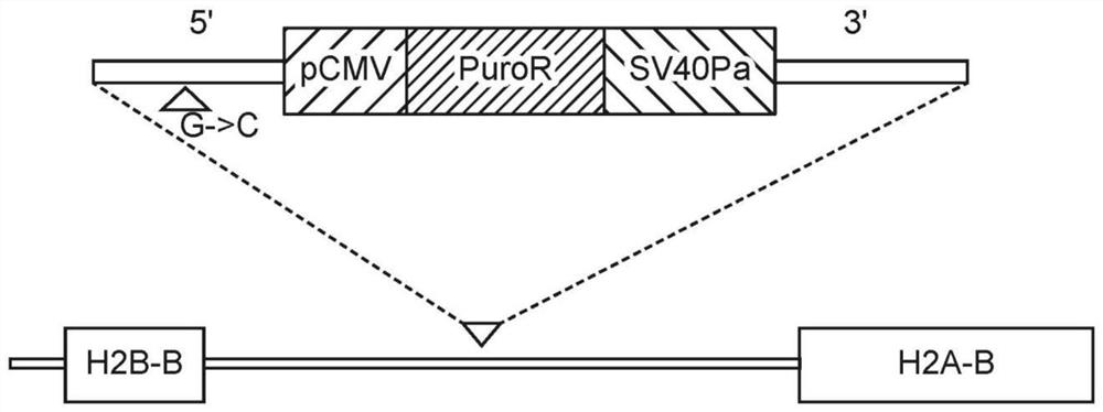 A non-toxic cas9 enzyme and application thereof