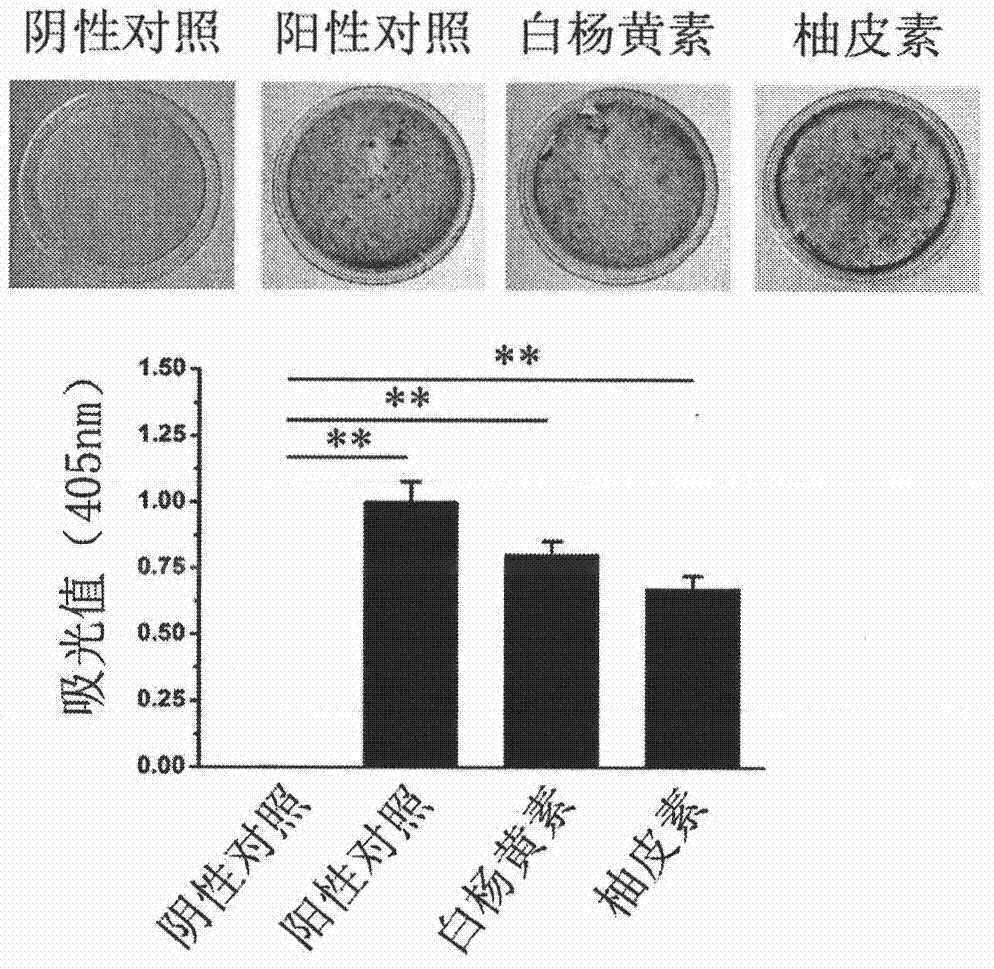 Application of flavonoid micromolecule in prevention and treatment of diseases related to bone resorption