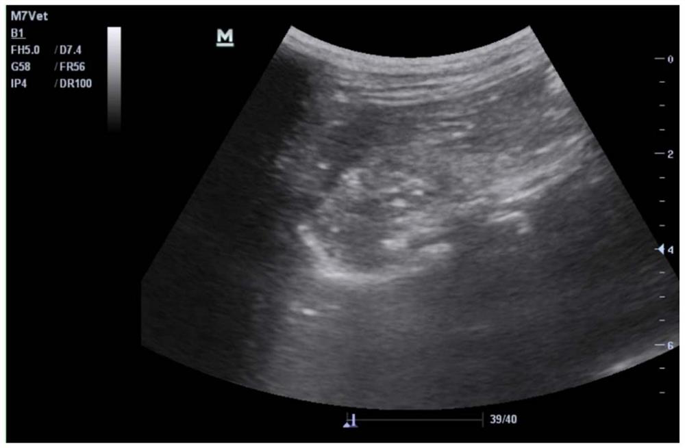 A method for rapidly inducing an animal model of liver fibrosis