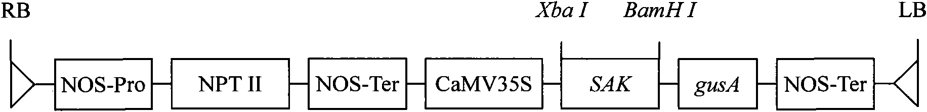 Method for culturing staphylokinase transgenic tomato