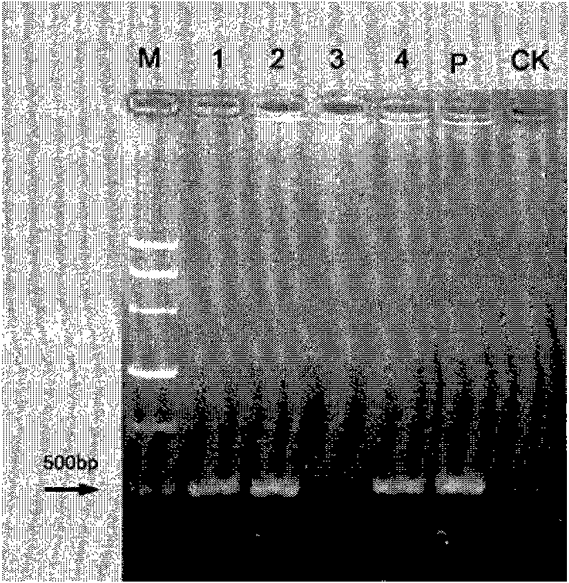 Method for culturing staphylokinase transgenic tomato