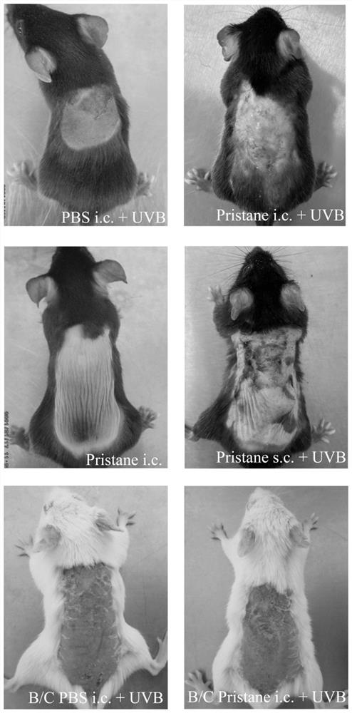 Skin type lupus erythematosus mouse model and construction method and application thereof