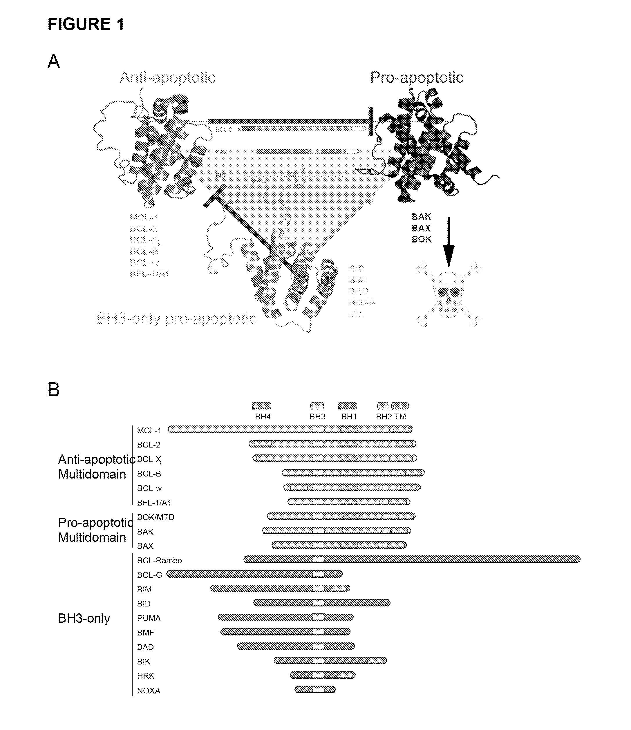 Methods and compositions for specific modulation of MCL-1