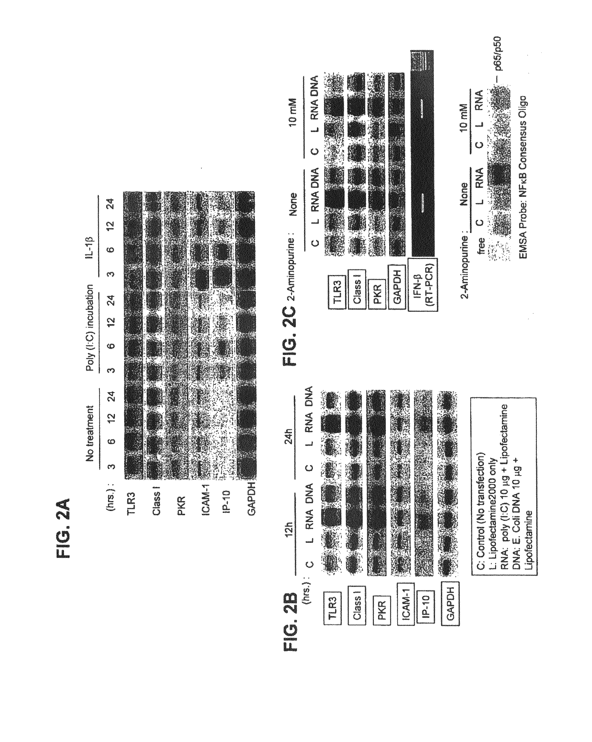 Methods and compositions for the treatment of malignant melanoma, breast, prostate, colon, papillary thyroid and pancreatic cancer