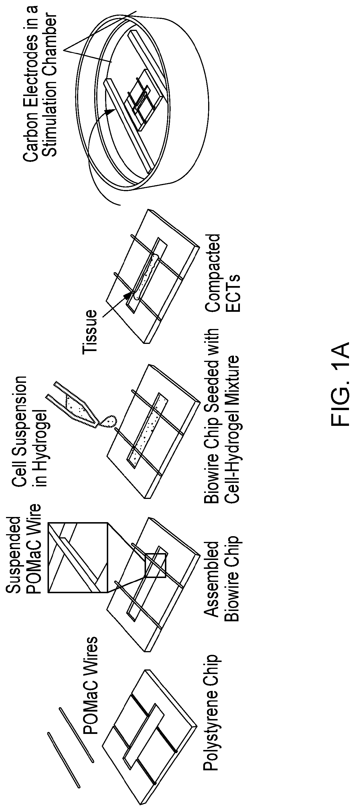 Methods for tissue generation