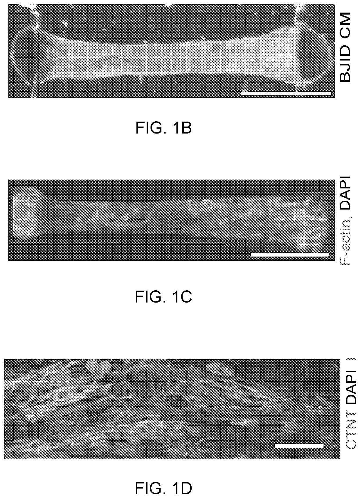 Methods for tissue generation