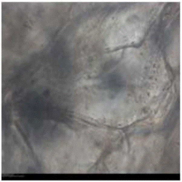 Method of analyzing storage life of grapes based on cell observation approach