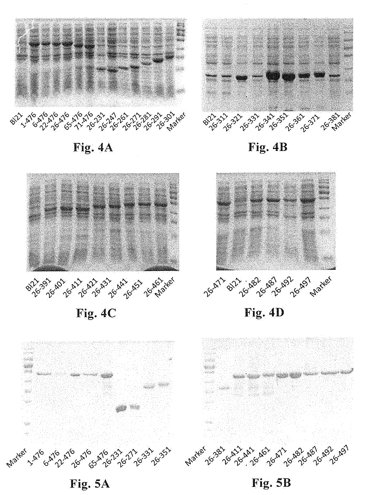 Truncated rotavirus VP4 protein and application thereof