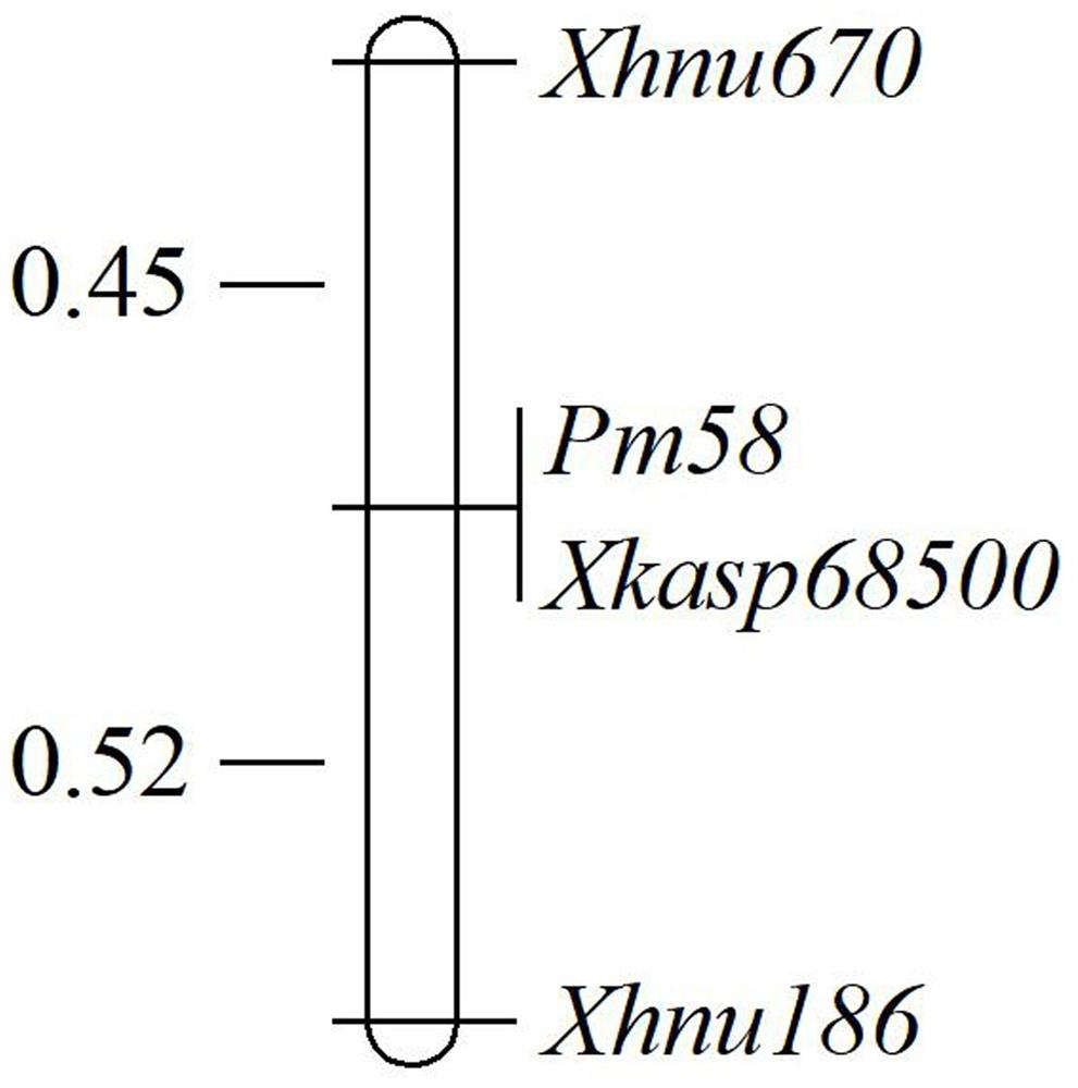 KASP molecular marker co-segregated with powdery mildew resistant gene Pm58 and application of KASP molecular marker