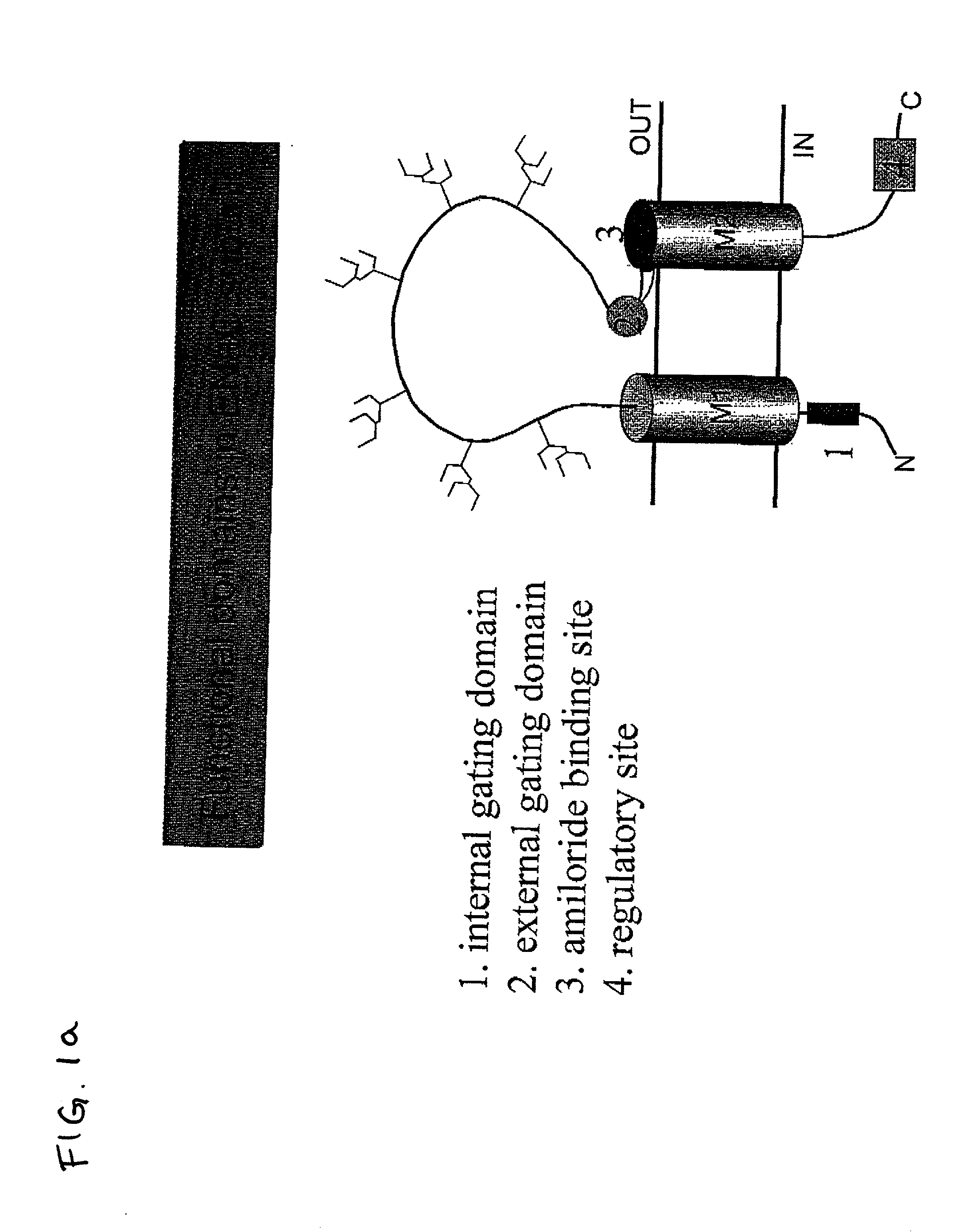 Methods of identifying inhibitory compounds and uses thereof