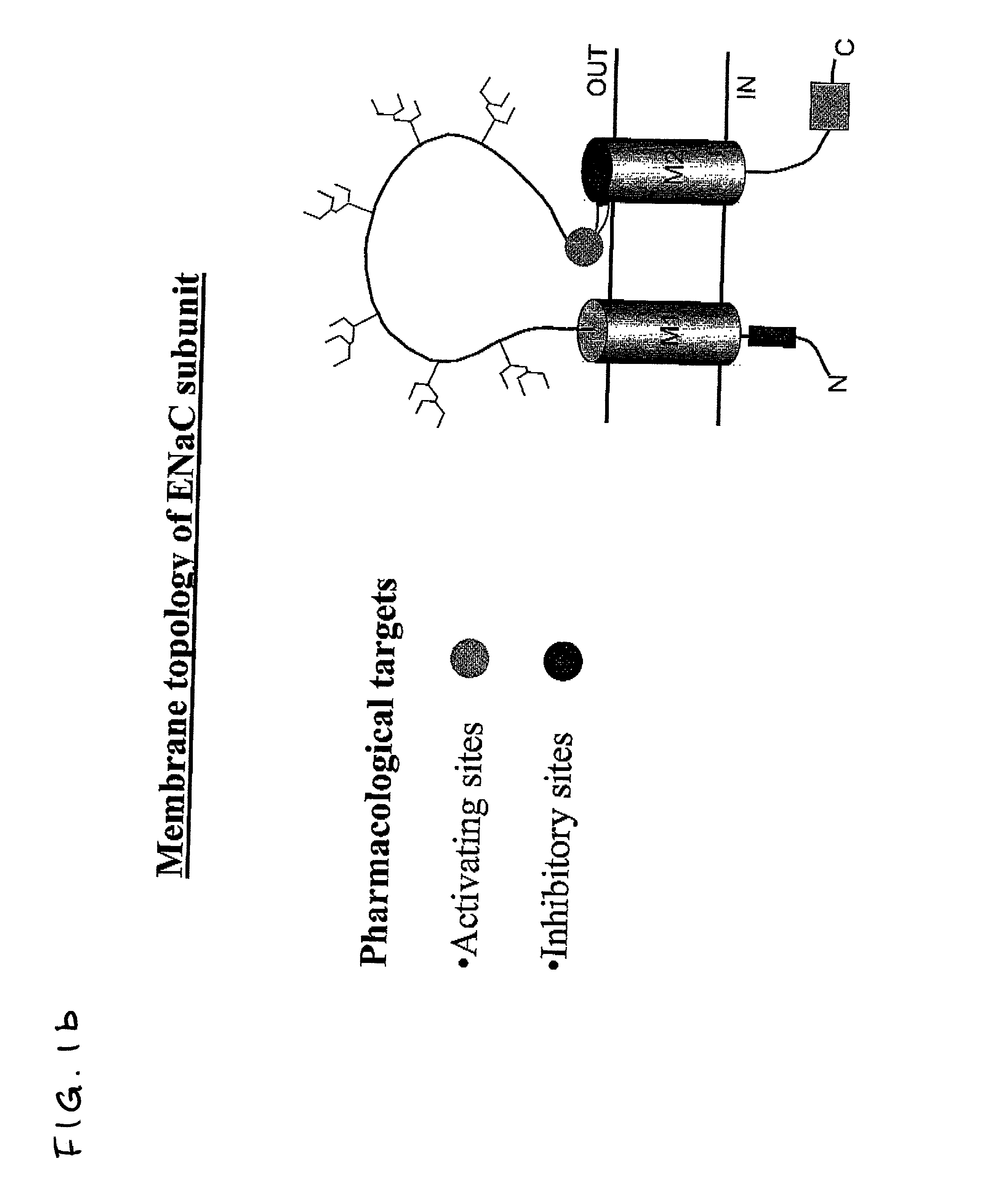 Methods of identifying inhibitory compounds and uses thereof