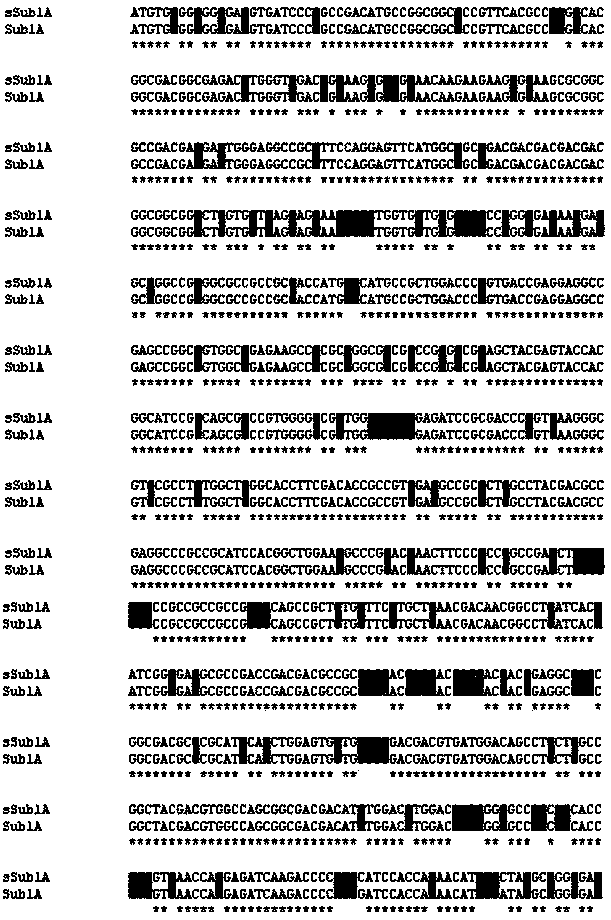 Artificially synthesized waterlogging-resistant gene sSub1A of maize and application thereof